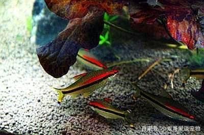 一眉道人魚常見疾病及防治，一眉道人魚常見疾病及防治方法 觀賞魚市場（混養(yǎng)魚） 第4張