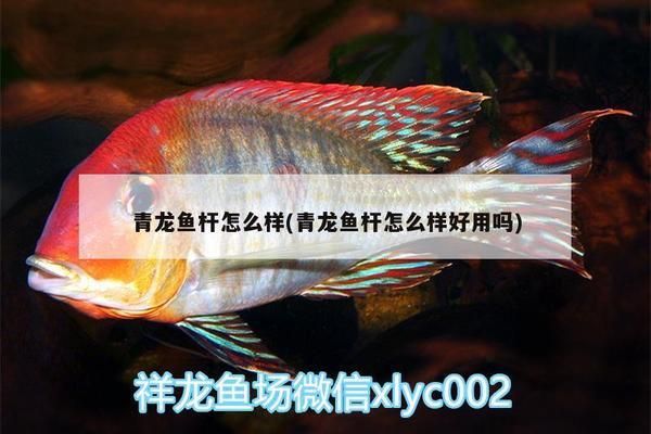 青龍魚竿怎么樣？，青龍魚竿適合哪些釣魚場景？ 龍魚百科 第2張