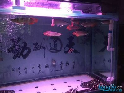 南寧水族批發(fā)市場，中國廣西壯族自治區(qū)南寧市水族批發(fā)市場營業(yè)時間介紹 魚缸百科 第5張