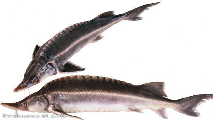 龍魚(yú)喂魚(yú)食可以嗎，龍魚(yú)專用飼料品牌推薦 龍魚(yú)百科 第2張