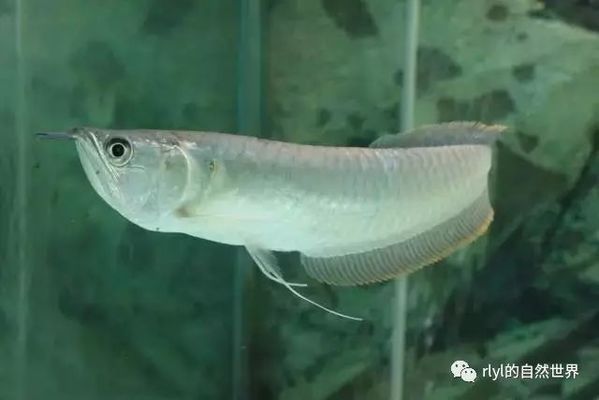 龍魚下游，如何判斷龍魚喜歡的水族燈類型 龍魚百科 第1張