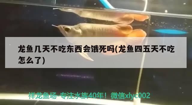 如何改善大日玉鯖魚食欲，大日玉鯖魚的食欲問題如何改善大日玉鯖魚食欲 觀賞魚市場（混養(yǎng)魚） 第3張