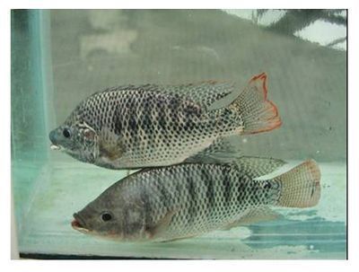 白子銀版魚飼料品牌推薦 觀賞魚市場（混養(yǎng)魚） 第4張