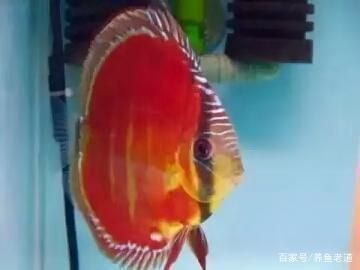 虎紋恐龍魚多大缸好養(yǎng)，-虎紋恐龍魚需要什么樣的過濾系統(tǒng) 水族問答