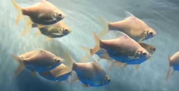 泰國(guó)雪鯽魚(yú)繁殖期飲食管理，泰國(guó)雪鯽魚(yú)在繁殖期需要精細(xì)的飼養(yǎng)管理水質(zhì)需保持清潔透明且無(wú)異味 觀(guān)賞魚(yú)市場(chǎng)（混養(yǎng)魚(yú)） 第2張