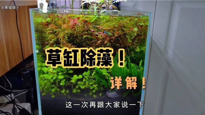 龍魚缸怎樣除藻視頻大全，龍魚缸如何除藻