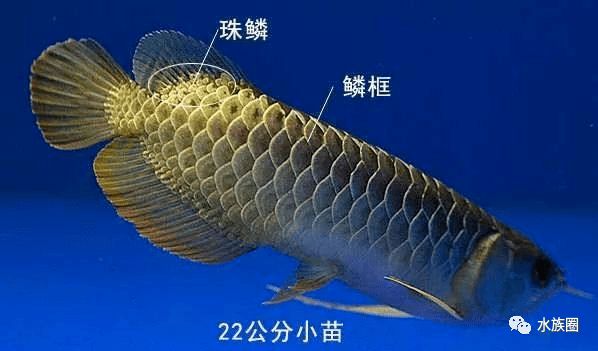 龍魚品相圖解大全，品龍魚品相圖解大全 龍魚百科 第4張