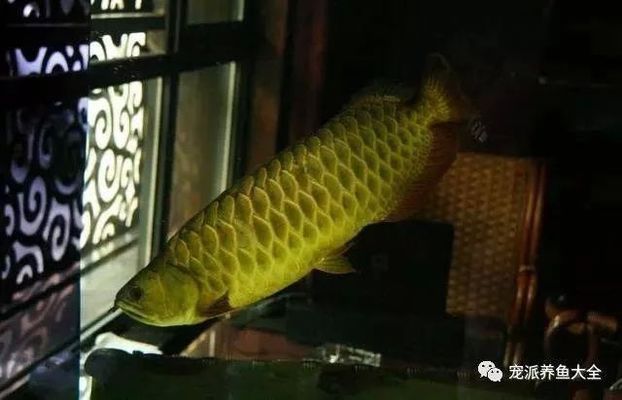 龍魚肚子脹氣怎么辦，龍魚肚子脹氣可能由多種因素引起飲食不當(dāng)、水質(zhì)問題、疾病等