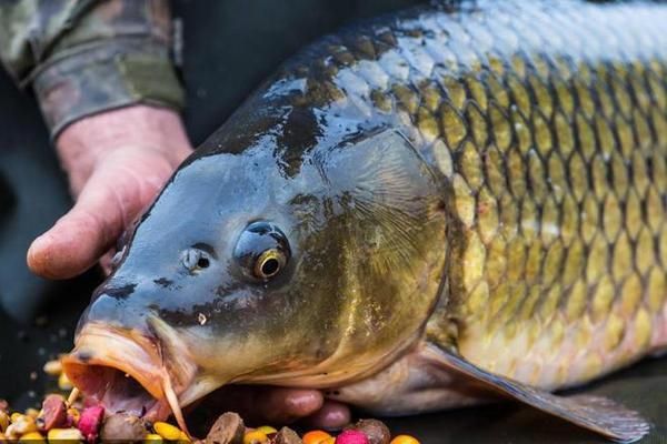 紅龍魚圖片大全大圖壁紙可愛動(dòng)漫，紅龍魚圖片大全大圖壁紙可愛動(dòng)漫中的紅龍魚 水族問答