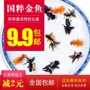 紫羅蘭金龍魚，紫羅蘭金龍魚的養(yǎng)殖方法 水族問答