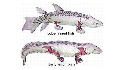 狗頭魚的天敵有哪些？，狗頭魚的主要天敵主要包括以下幾種 觀賞魚市場（混養(yǎng)魚） 第5張