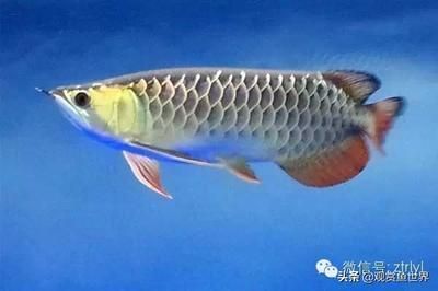 龍魚是金龍魚嗎