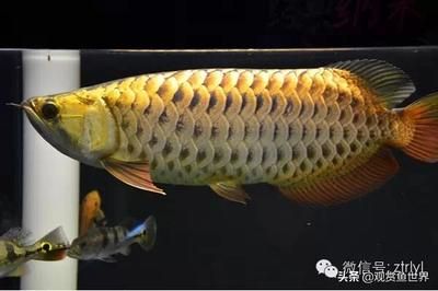 龍魚是金龍魚嗎 龍魚百科 第4張