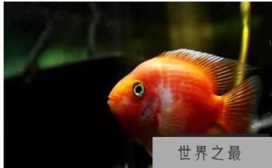 元寶鯽魚適宜的水溫范圍，元寶鯽魚適宜的水溫范圍是20-30℃,20-[需手動(dòng)填充] 觀賞魚市場(chǎng)（混養(yǎng)魚） 第3張