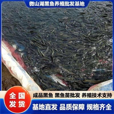 黑魚苗養(yǎng)殖技術(shù)進(jìn)步對(duì)價(jià)格影響，技術(shù)進(jìn)步對(duì)黑魚苗價(jià)格的影響 觀賞魚市場(chǎng)（混養(yǎng)魚） 第4張