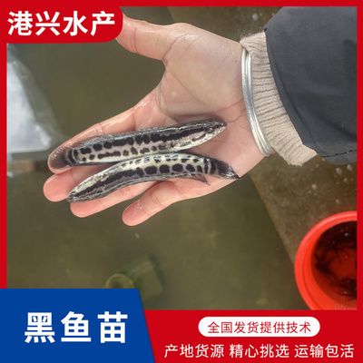 黑魚苗養(yǎng)殖技術(shù)進(jìn)步對(duì)價(jià)格影響，技術(shù)進(jìn)步對(duì)黑魚苗價(jià)格的影響 觀賞魚市場(chǎng)（混養(yǎng)魚） 第3張