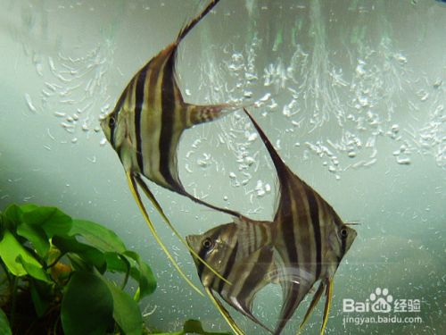 圣菲埃及魚飼料選擇指南，圣菲埃及品魚飼料選擇指南 觀賞魚市場（混養(yǎng)魚） 第5張