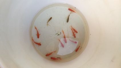 巴西亞魚繁殖期餌料選擇，巴西亞魚繁殖期飼料品牌推薦巴西亞魚繁殖期水質(zhì)管理技巧 觀賞魚市場（混養(yǎng)魚） 第5張