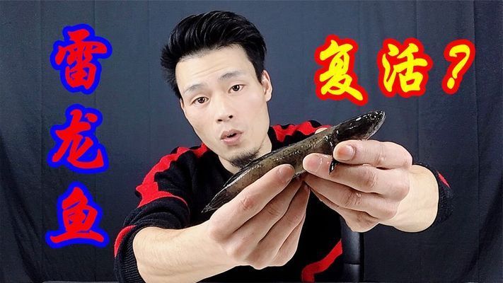 雷龍魚會不會假死 龍魚百科 第3張