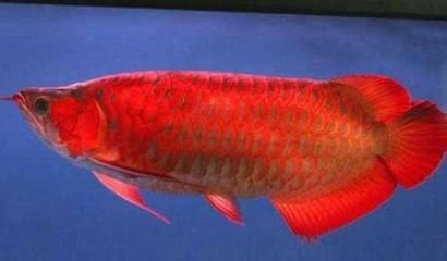 祥龍超血紅龍魚冬季保溫方法，祥龍超血紅龍魚冬季保溫方法確保水溫適宜，提升生存率 觀賞魚市場（混養(yǎng)魚） 第5張