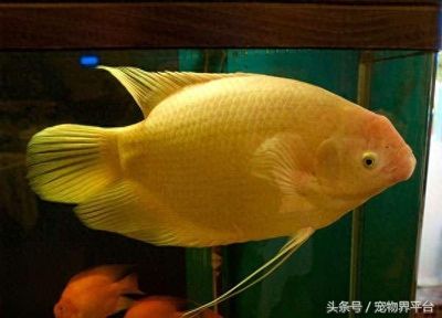 招財(cái)魚(yú)最佳生長(zhǎng)水溫如何控制，招財(cái)魚(yú)水溫控制技巧 觀賞魚(yú)市場(chǎng)（混養(yǎng)魚(yú)） 第5張