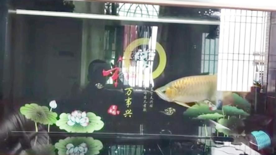 金龍魚(yú)缸能造景嗎，金龍魚(yú)缸可以造景嗎？ 魚(yú)缸百科 第3張