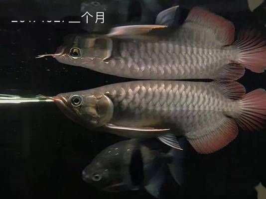 龍魚可以喂魚肉嗎，龍魚可以喂魚肉但需要注意選擇適合的魚肉種類和處理方式 龍魚百科 第4張