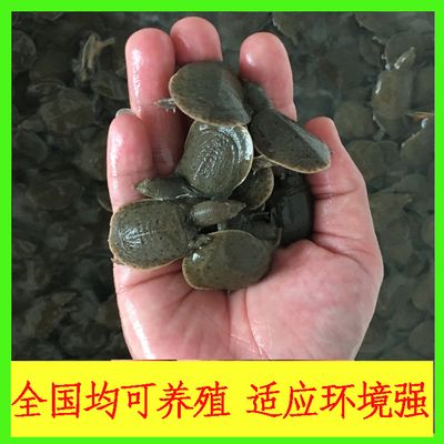 龍魚 飼養(yǎng)，飼養(yǎng)龍魚需要注意以下幾個方面 龍魚百科 第5張