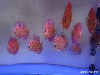 七彩神仙魚(yú)最佳飼養(yǎng)環(huán)境，七彩神仙魚(yú)最佳飼養(yǎng)環(huán)境要點(diǎn)七彩神仙魚(yú)混養(yǎng)注意事項(xiàng) 魚(yú)缸百科 第1張