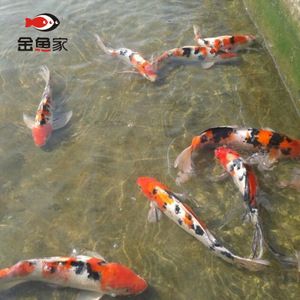 如何判斷大正錦鯉魚(yú)的健康狀態(tài)，大正錦鯉魚(yú)健康狀態(tài)可以通過(guò)觀察其體態(tài)、鱗片和鰭的狀態(tài)來(lái)判斷 觀賞魚(yú)市場(chǎng)（混養(yǎng)魚(yú)） 第3張