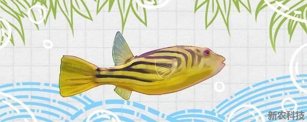 赤元素紅龍魚，-赤元素紅龍魚的顏色變化意味著什么 水族問答