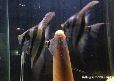 埃及神仙魚適宜的水溫范圍，埃及神仙魚水溫控制技巧 觀賞魚市場（混養(yǎng)魚） 第5張