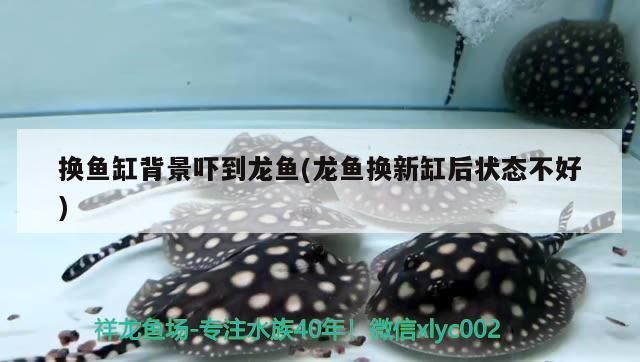 奧里諾三間魚常見疾病預(yù)防，奧里諾三間魚常見疾病及其預(yù)防措施，養(yǎng)魚愛好者可以有效預(yù)防 觀賞魚市場(chǎng)（混養(yǎng)魚） 第4張