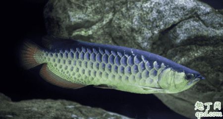 龍魚哪個(gè)品種好養(yǎng)活的多，觀賞龍魚飼養(yǎng)方式 龍魚百科 第2張