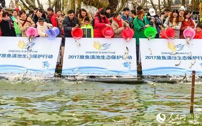 埃及魚苗的疾病防治方法，埃及魚苗常見疾病防治方法埃及魚苗腸炎病的日常預防技巧 觀賞魚市場（混養(yǎng)魚） 第2張