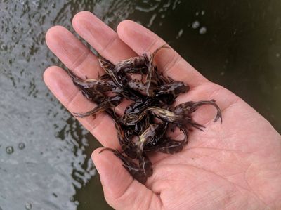 埃及魚苗的疾病防治方法，埃及魚苗常見疾病防治方法埃及魚苗腸炎病的日常預防技巧 觀賞魚市場（混養(yǎng)魚） 第5張