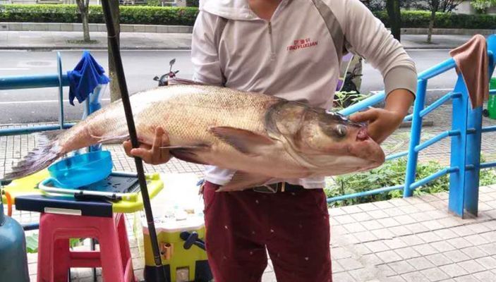 泰龐海鰱魚選購技巧，泰龐海鰱魚養(yǎng)殖技術(shù)要點 觀賞魚市場（混養(yǎng)魚） 第4張