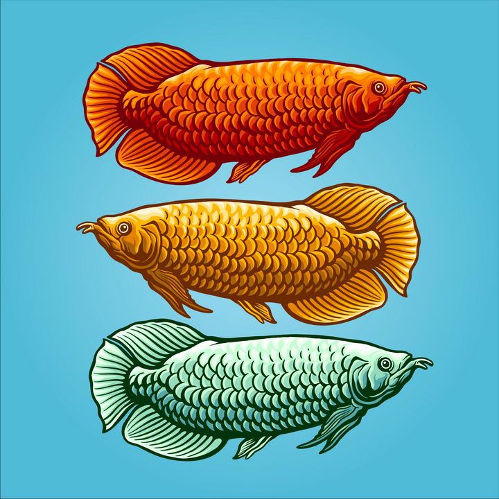 金龍魚線描，金龍魚線描素材的獲取途徑 龍魚百科 第5張