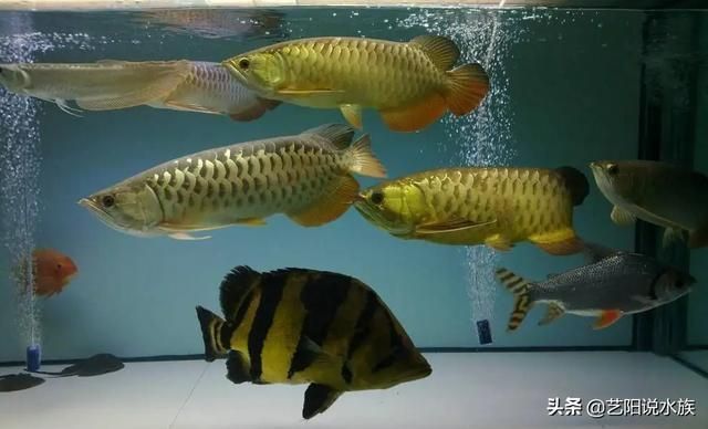 觀賞魚(yú)混養(yǎng)水族箱布局技巧，混養(yǎng)水族箱布局技巧對(duì)于觀賞魚(yú)的健康和幸福至關(guān)重要 觀賞魚(yú)市場(chǎng)（混養(yǎng)魚(yú)） 第1張