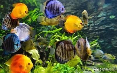 觀賞魚(yú)混養(yǎng)水族箱布局技巧，混養(yǎng)水族箱布局技巧對(duì)于觀賞魚(yú)的健康和幸福至關(guān)重要 觀賞魚(yú)市場(chǎng)（混養(yǎng)魚(yú)） 第2張