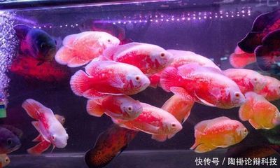 巴西亞魚適宜水溫范圍，巴西亞魚的最佳生長水溫范圍 觀賞魚市場（混養(yǎng)魚） 第3張