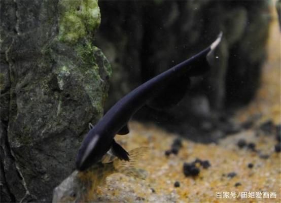 象鼻魚繁殖期水溫變化，象鼻魚在繁殖期水溫控制是關(guān)鍵 觀賞魚市場（混養(yǎng)魚） 第1張