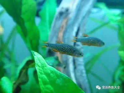 紅龍魚體型有幾種，關(guān)于紅龍魚的問題 水族問答