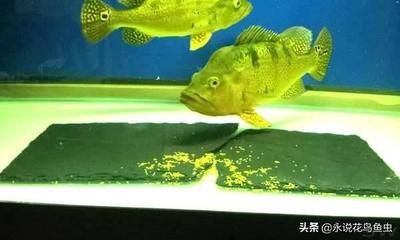 奧里諾三間魚繁殖空間布局，奧里諾三間魚的繁殖空間 觀賞魚市場（混養(yǎng)魚） 第5張