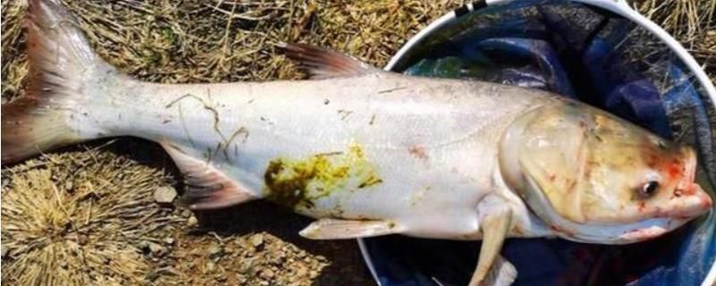 泰龐海鰱魚(yú)繁殖的最佳水溫，泰龐海鰱魚(yú)繁殖成功案例分享泰龐海鰱魚(yú)繁殖成功案例分享 觀賞魚(yú)市場(chǎng)（混養(yǎng)魚(yú)） 第4張