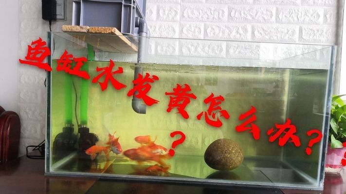 魚缸水發(fā)黃怎樣處理視頻，如何自制魚缸活性炭魚缸換水頻率指南控制魚缸藻類生長 魚缸百科 第3張