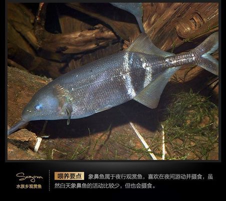 非洲象鼻魚(yú)的天敵有哪些，非洲象鼻魚(yú)的生態(tài)位分析非洲象鼻魚(yú)的生態(tài)位分析 觀賞魚(yú)市場(chǎng)（混養(yǎng)魚(yú)） 第1張