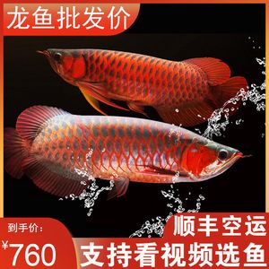 龍魚苗子，購(gòu)買龍魚苗子時(shí)需要綜合考慮價(jià)格、品種、品種、健康狀況 龍魚百科 第4張