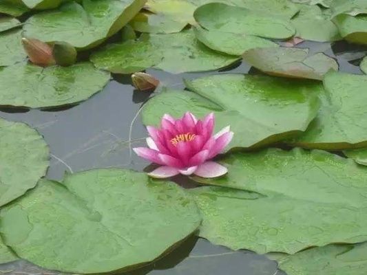 魚缸內(nèi)植物養(yǎng)護技巧，魚缸養(yǎng)護技巧，魚缸養(yǎng)花的技巧 觀賞魚市場（混養(yǎng)魚） 第4張