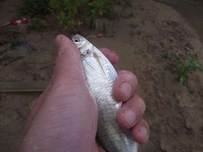 白子關(guān)刀魚日常巡塘技巧，白子關(guān)刀魚日常巡塘技巧包括投餌、施肥、清潔食場和池邊雜草等 觀賞魚市場（混養(yǎng)魚） 第4張